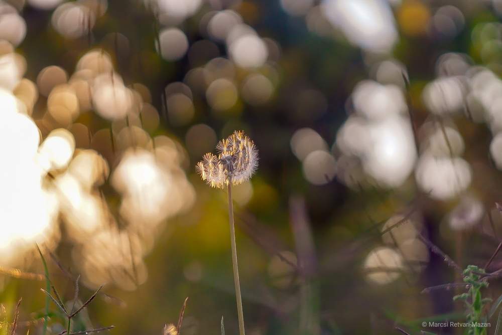 swirly bokeh lens canon