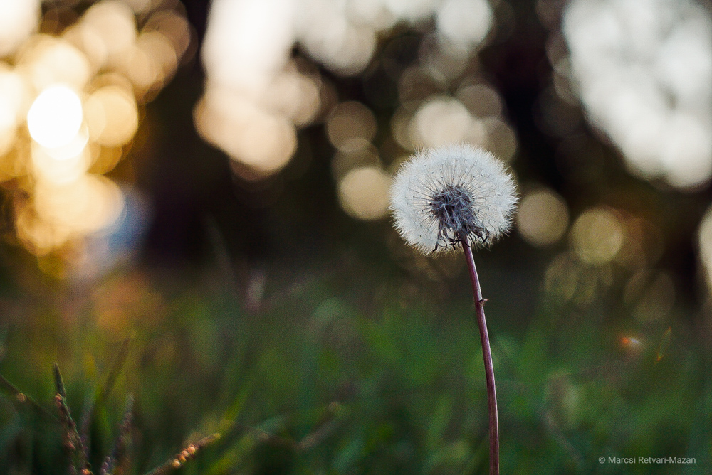 helios 44 2 bokeh