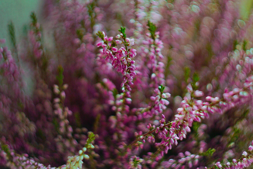 helios 44 2 swirly bokeh