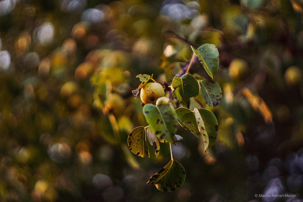 helios 44 2 58mm f2