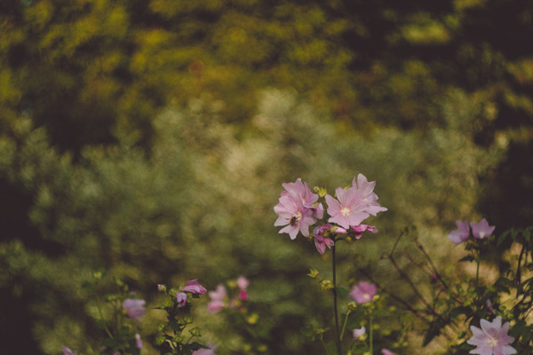 helios 44 2 swirly bokeh