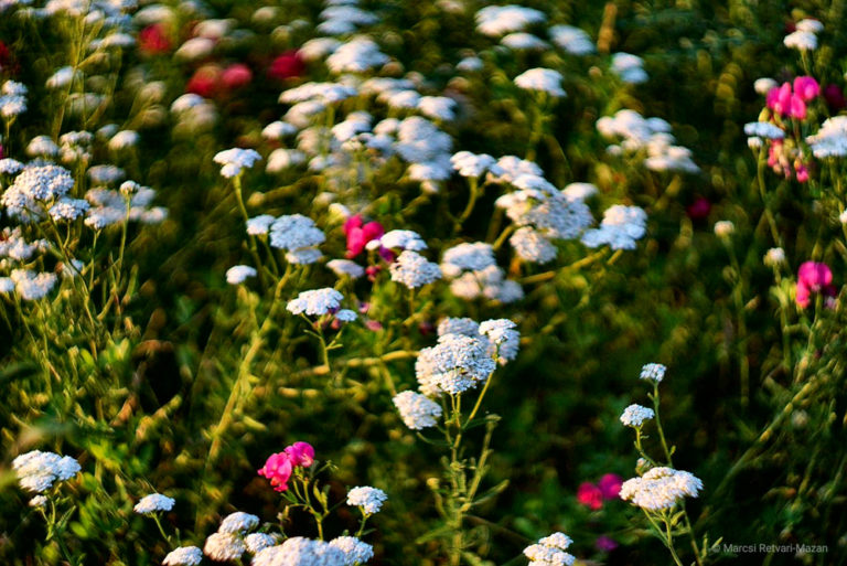 helios 44 2 bokeh helios 44 2 bokeh