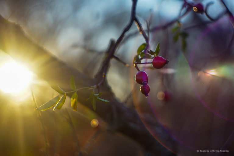 Helios 442 Swirly Bokeh Review, Sample Images for Under