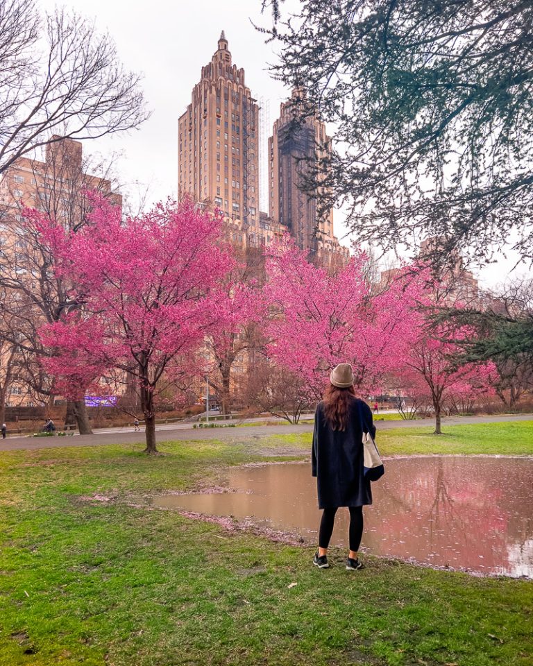 16 New York City Cherry Blossoms – Arnab Imag.man | John Mak Photography