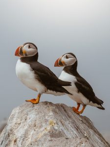 Two Atlantic Puffins standing on a rock