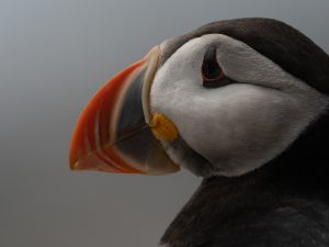 Closeup shot of an Atlantic Puffin