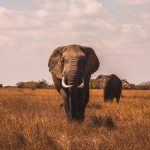 safari-photography-online-course